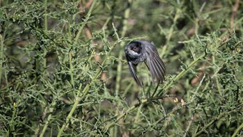 Curruca melanothorax