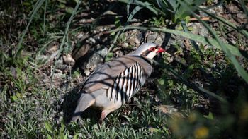 Alectoris chukar