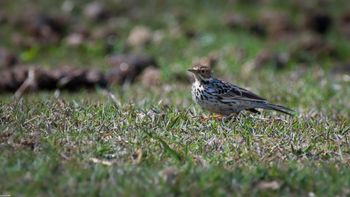 Anthus cervinus