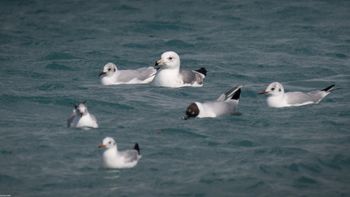 Larus armenicus