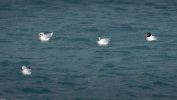 Larus melanocephalus