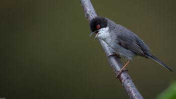 Curruca melanocephala