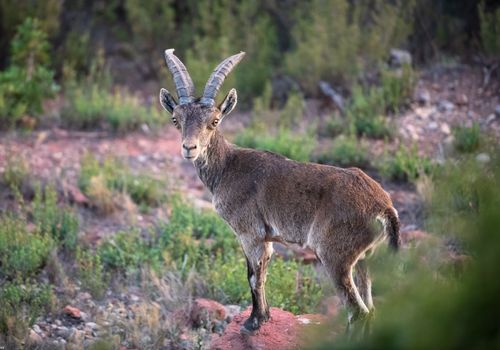 Wildlife encounters