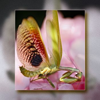 Mantis