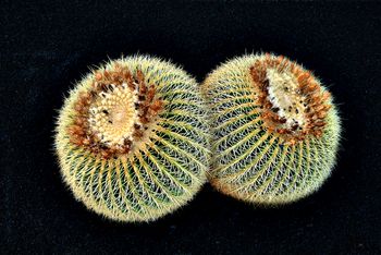 Dos cactus