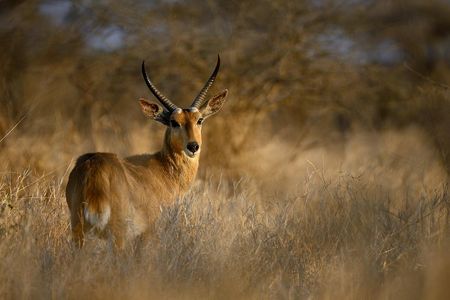 Mamíferos / Mammals