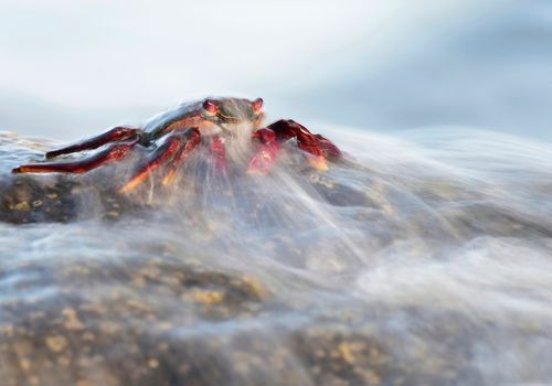 Gold Medal Invertevrates World Nature Photography Awards 2022_____Honourable Mention Other Animals, Magical Natura 2022, Slovenia_____ Highly Commended Portrait, Wild Photo Awards 2022, Great Britain