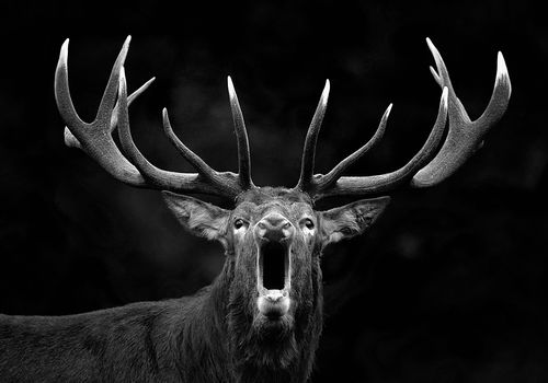 Gold Medal FIAP and Blue Badge Best Author, Wild Anboto 2020, Bulgary._____Third Prize Wildlife, Spider Awards Black and White, 2020, USA._____Honourable Mention Wildlife, Monochrome Awards, 2020. USA