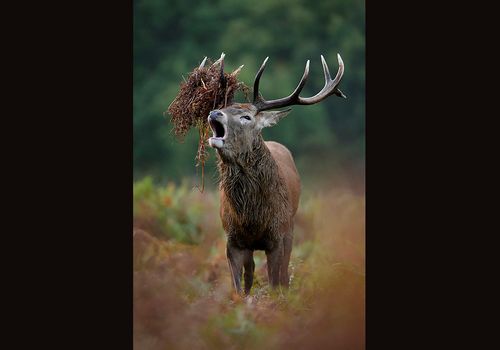 Gold Medal Willd, Anboto Photo Salon FIAP 2022, Bulgary - Honourable Mention, ONYX International, 2021, Romania. - Finalist FIAP Nature, Narava 2022, Slovenia