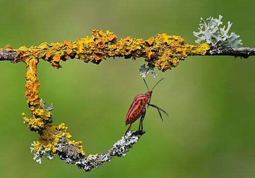 Winning Photo, Euronatur Treasure 2017, Germany_____ High Commended Fauna, Glanzlichter 2016. Germany._____ First Prize Natura. Torres Segre 2016, Spain. High Commended, Melvita Nature 2015. France.