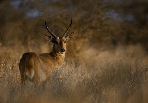 Highly Commended Wildphotoawards 2023, United Kingdom.