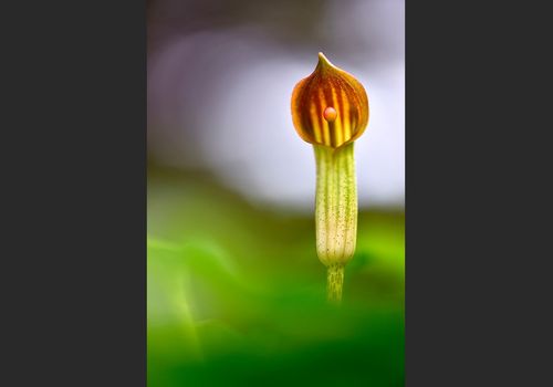 First Price Flora, MedFoto 2022. Spain_____First Price Flora, Memorial Climent Picornell 2015. Spain._____Finalist Cupoty 2020, United Kingdom.