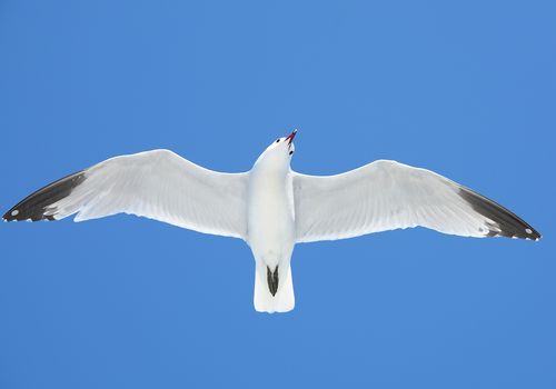 First Prize Wildlife MedFoto photocontest 2021, Spain.