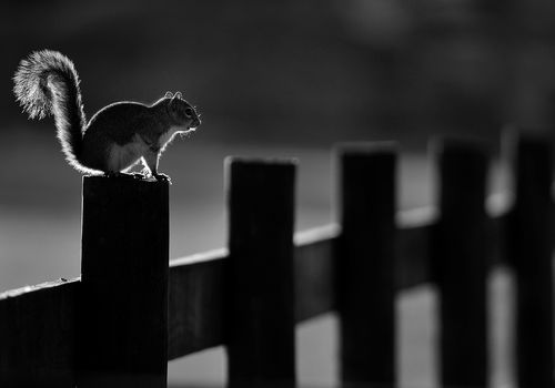 Honourable Mention Wildlife Spider B&W Awards 2024, USA____Finalist Monochrome, Joao Taborda Memorial 2024, Portugal.