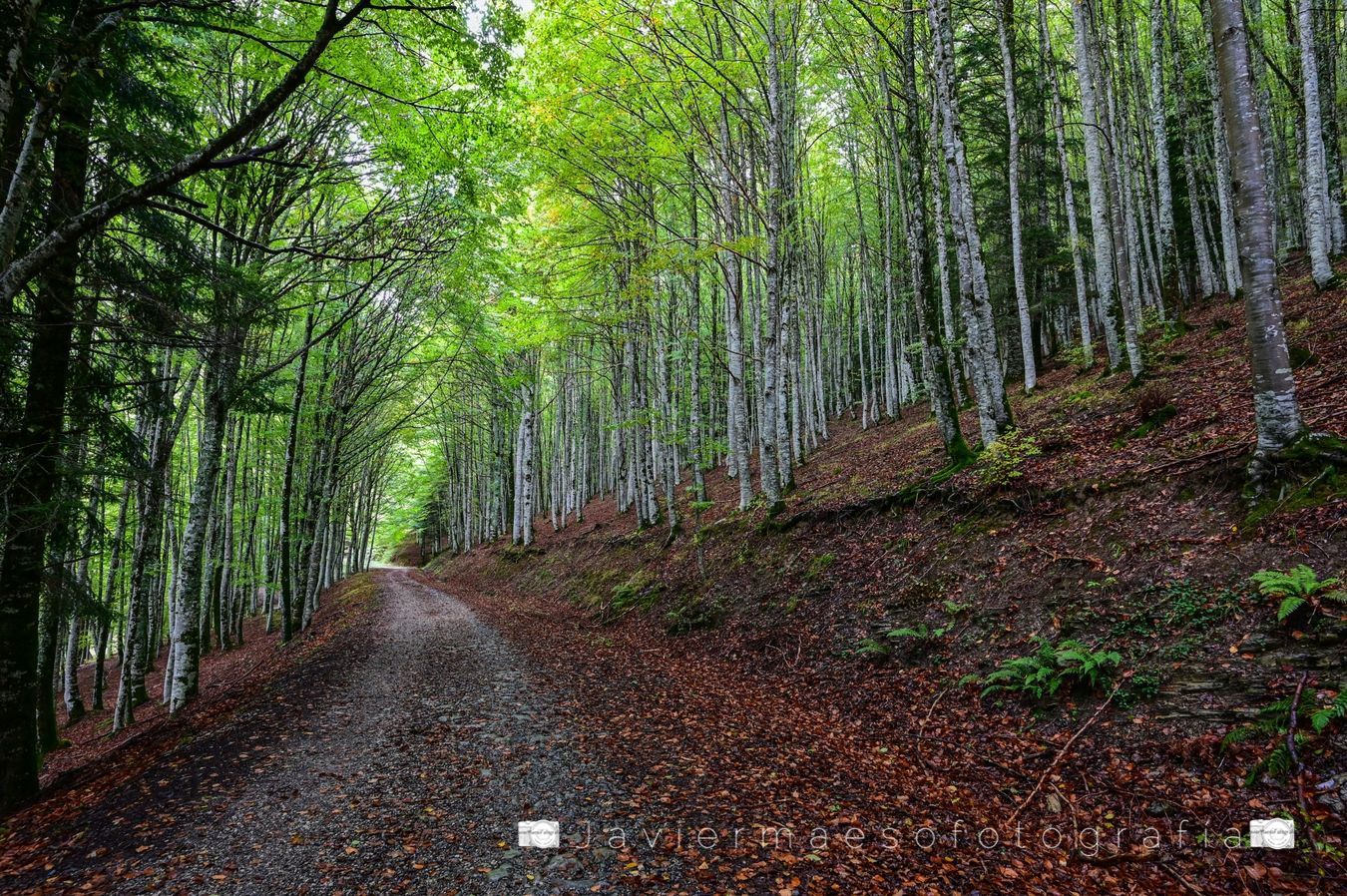 Selva de Irati (Navarra)