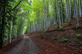 Selva de Irati (Navarra)