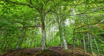 Selva de Irati (Navarra)