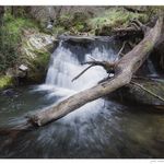 waterfall with a fallen tree