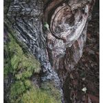 tree trunk shaped like an owl's face
