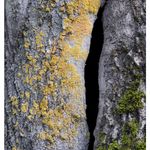 hole in a tree with lichens
