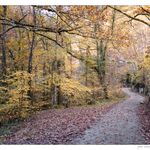 path with trees with autumn colors
