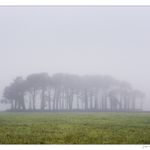 small forest immersed in fog