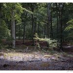 clearing of light in a beech forest