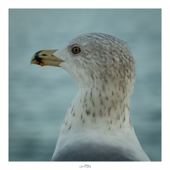 Fotografía de Javier Roca de Togores Ginestar