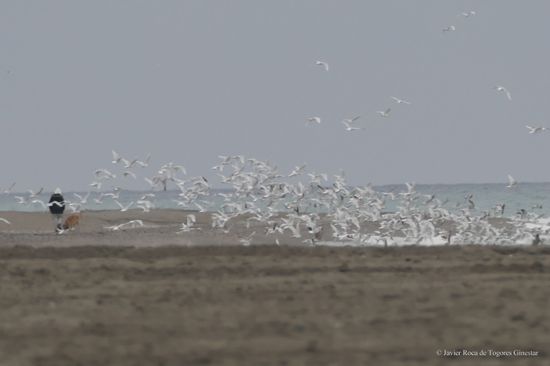 Fotografía de Javier Roca de Togores Ginestar