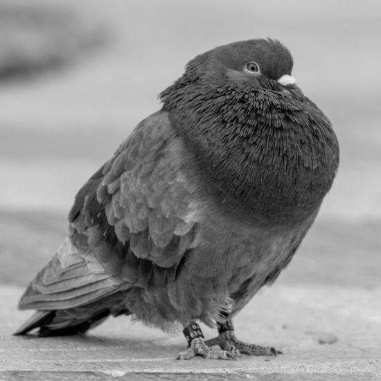 Paloma en blanco y negro con plumaje denso.