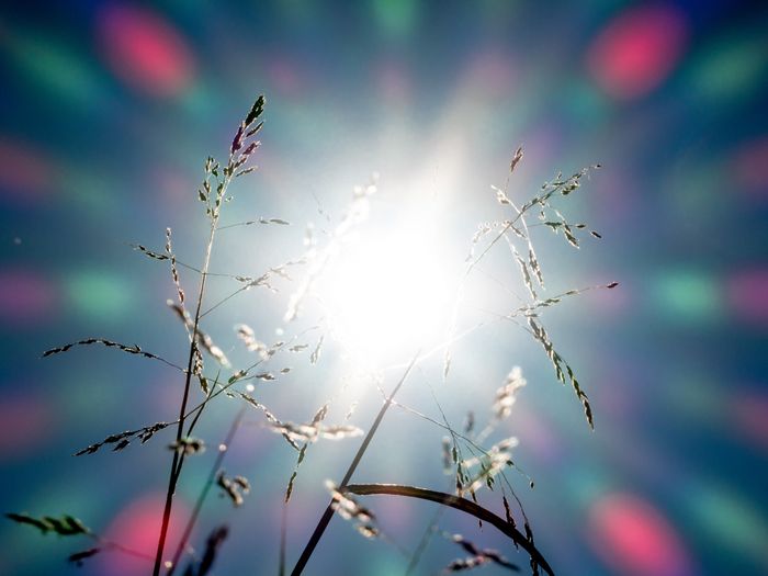 Imagen en la que se muestra el sol en el centro de la fotografía, con unos flares de luz en los alrededores y contrastando con unas hierbas en el primer plano