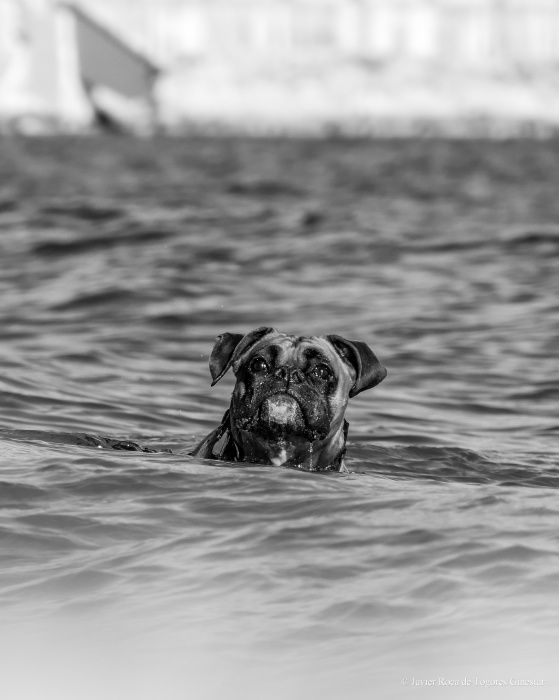 Fotografía de Javier Roca de Togores Ginestar
