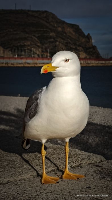 Fotografía de Javier Roca de Togores Ginestar