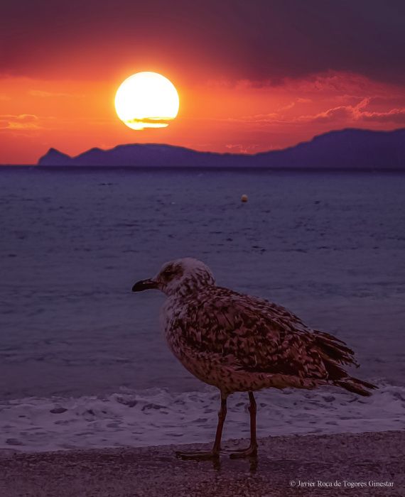 Fotografía de Javier Roca de Togores Ginestar