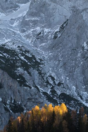 Alerces en otoño. Dolomitas italianos