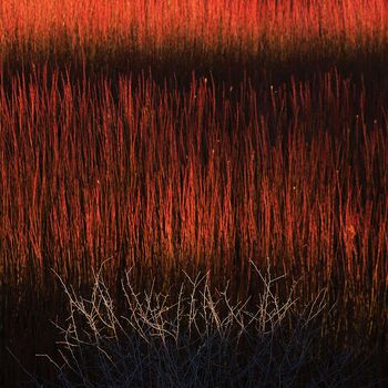 LA LUZ Y EL COLOR EN LOS MIMBRES DE CAÑAMARES