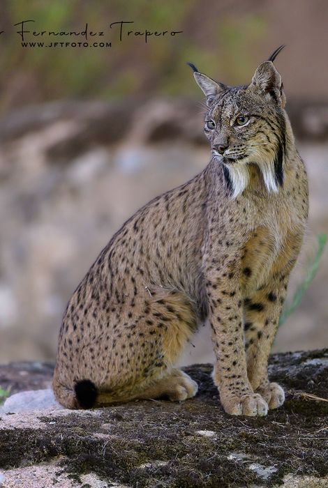 Lince Ibérico