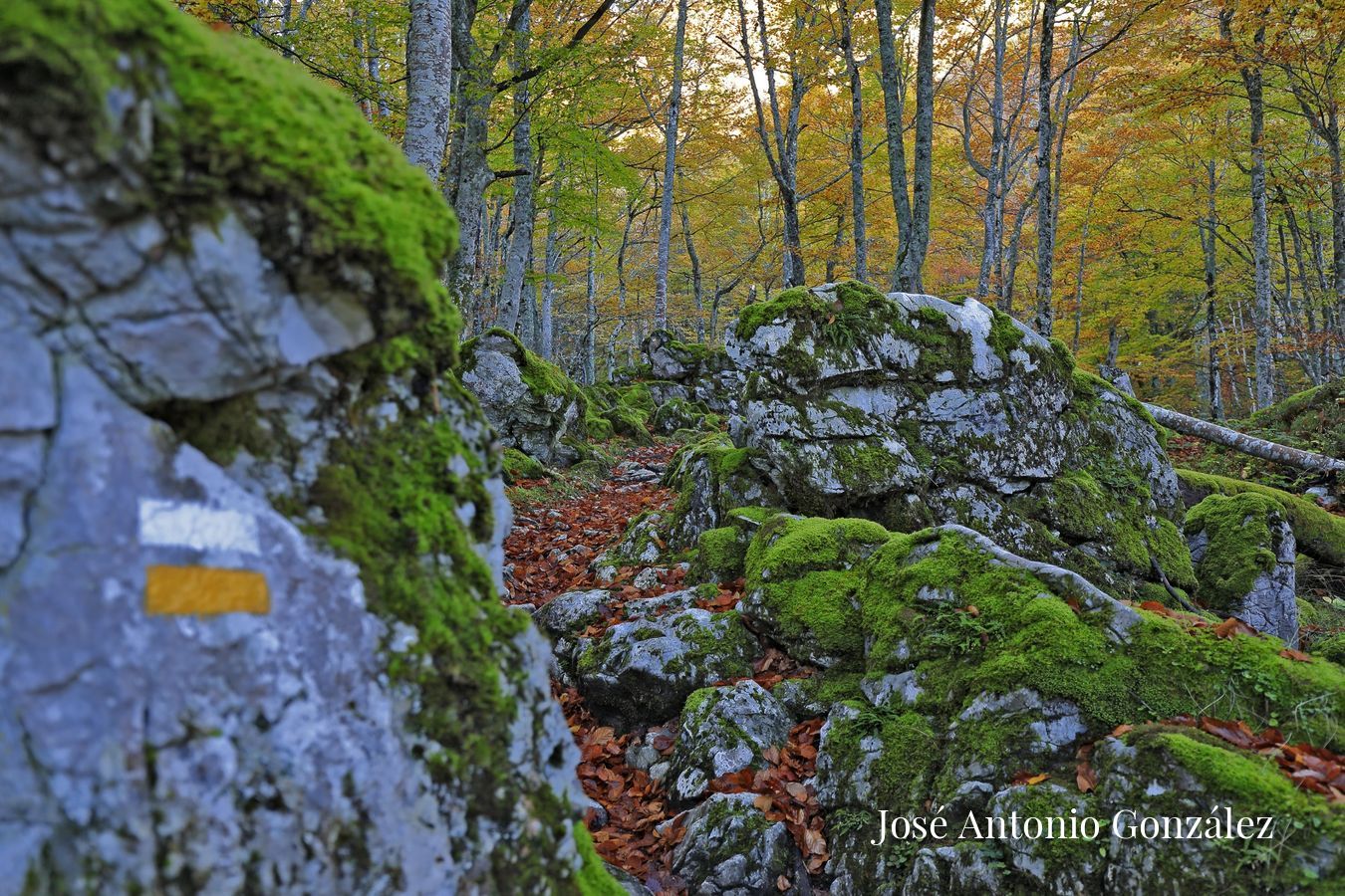 Bosque del Gumial