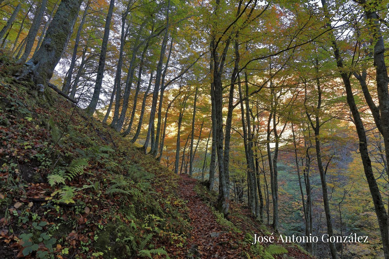 Bosque del Gumial