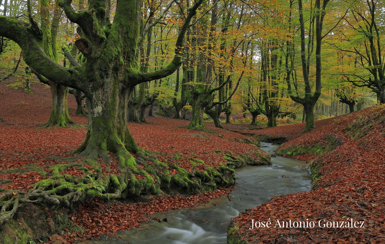 Bosque de Otzarreta