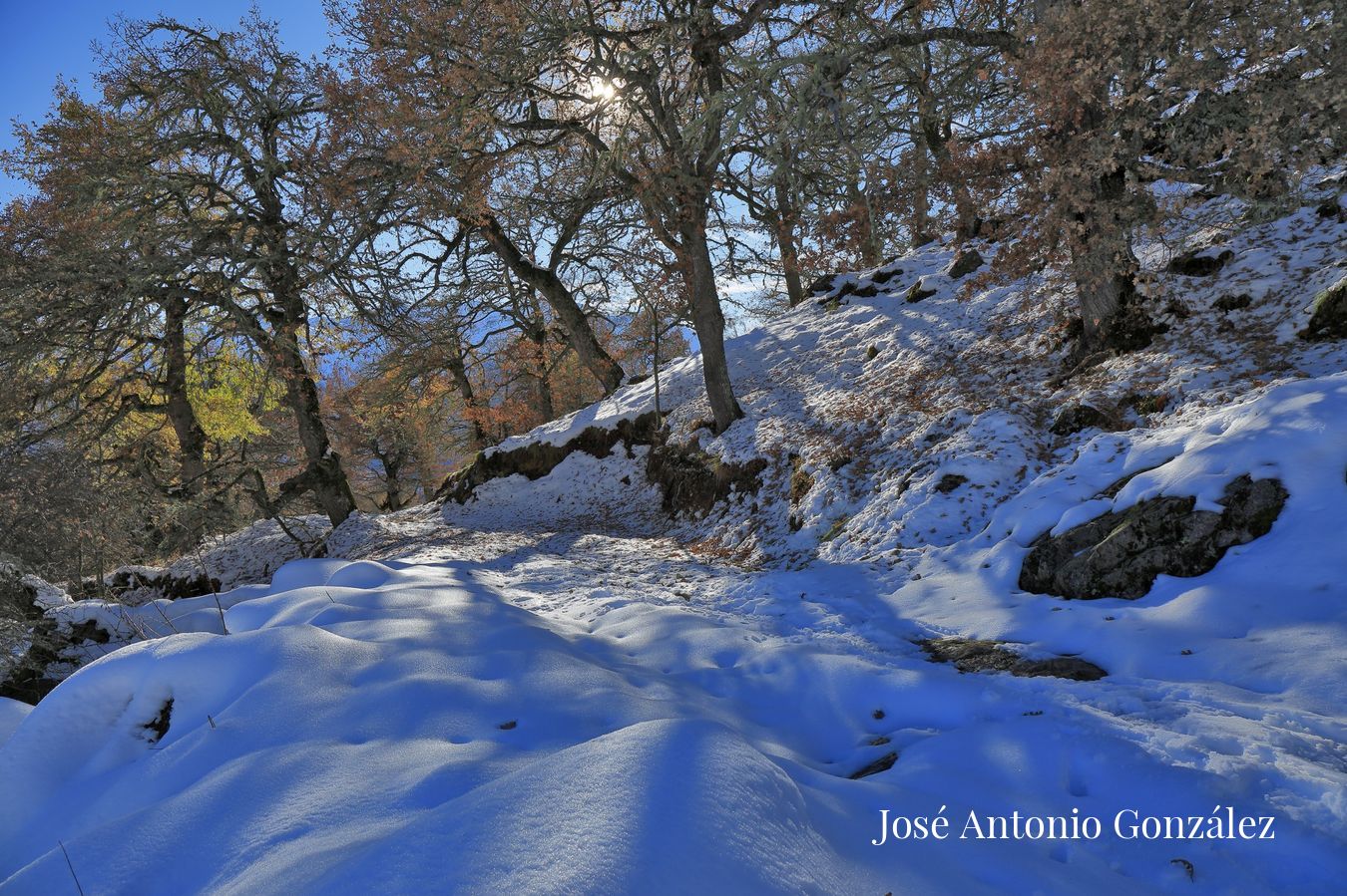 Bosque Sierra de Collain