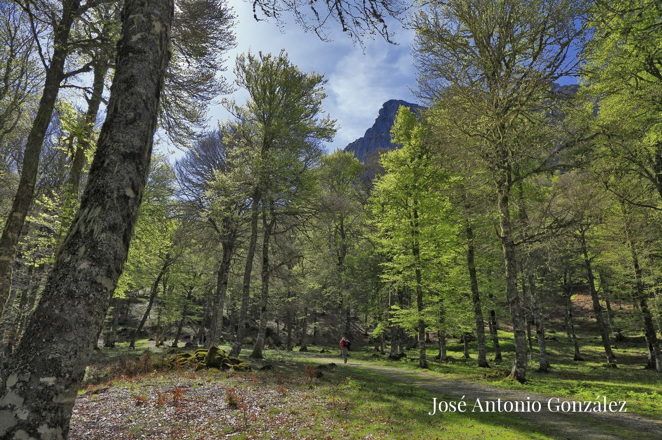 Bosque en Liegos