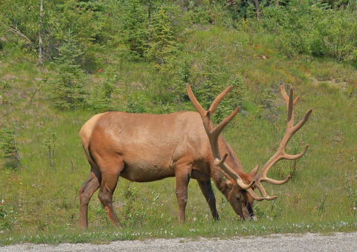 Elk. Ciervo canadiense