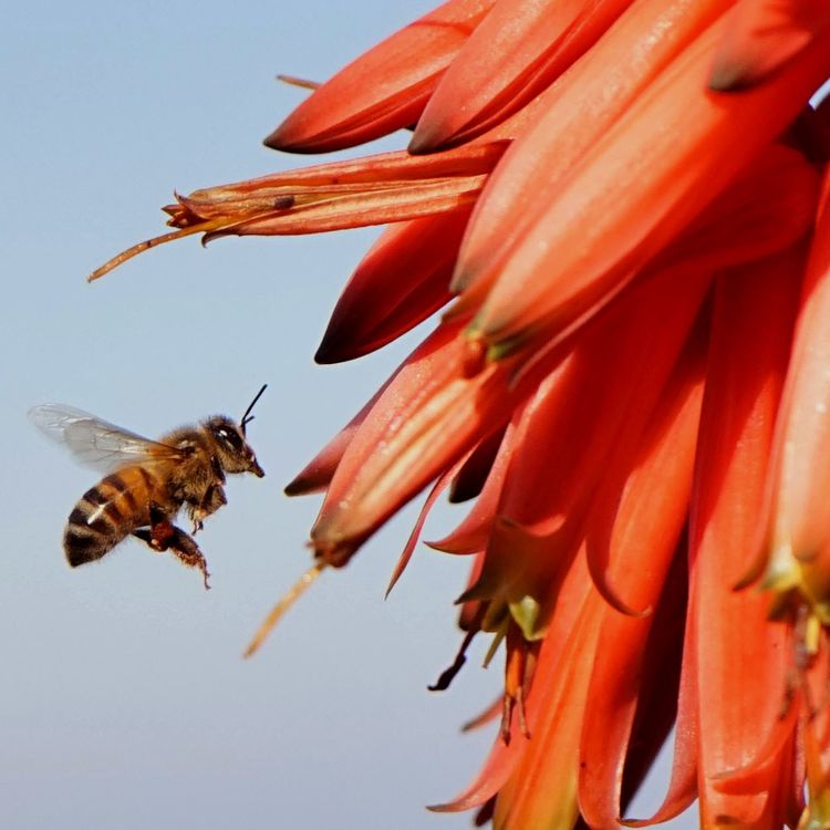 Naturaleza y Fauna.