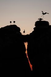 Finalist in the 2013 Montphoto-AEFONA International Nature Photography Competition