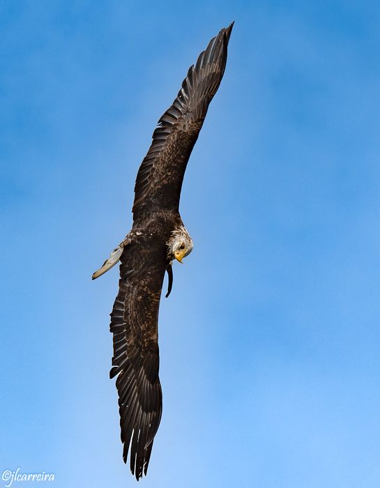 AGUILA AMERICANA VOLANDO