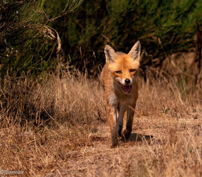 ZORRO EN CAMINO