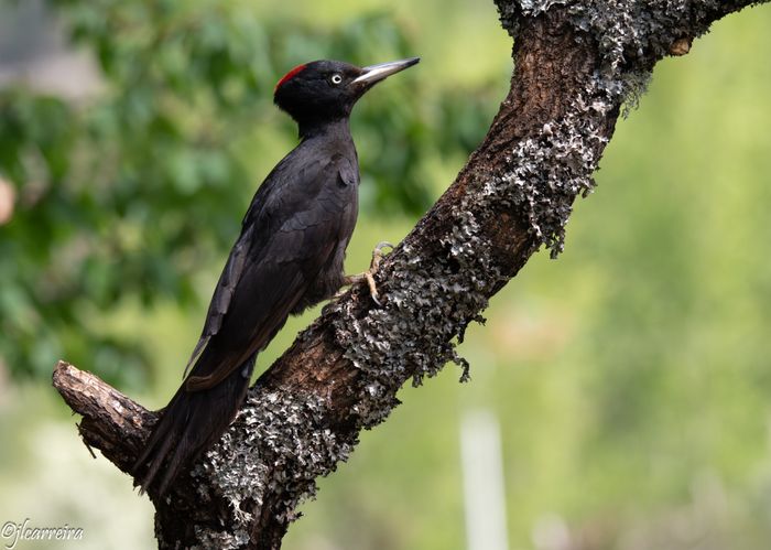 Pito Negro en arbol