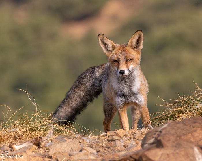 vulpes vulpes