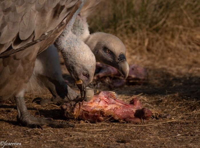 BUITRES COMIENDO